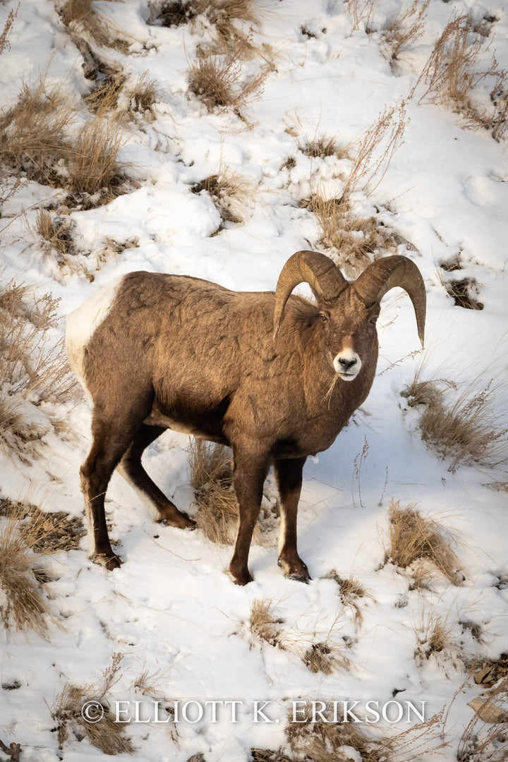 Lamar Valley Bighorn. Yellowstone bighorn ram eats winter grass on slope near Soda Butte Creek.