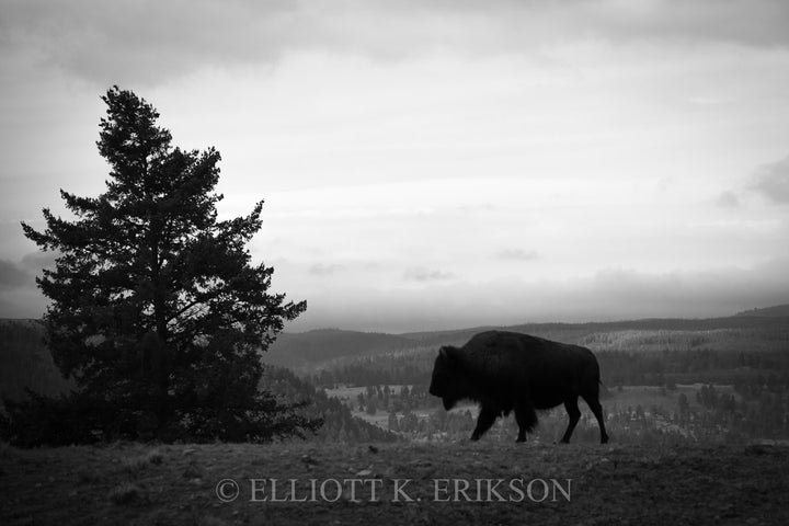 Oh, Give Me A Home. Yellowstone bison silhouetted on hill overlooking Slough Creek.