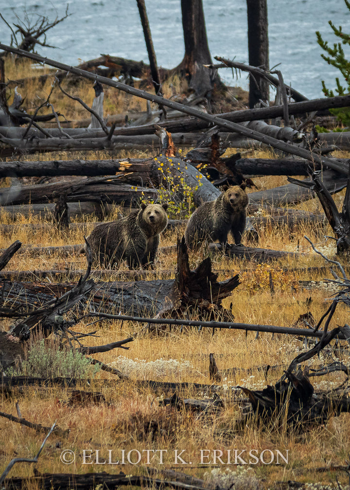 Raspberry and Jam. Grizzly bear mother Raspberry and her cub Jam near Nine Mile trailhead in Yellowstone National Park.