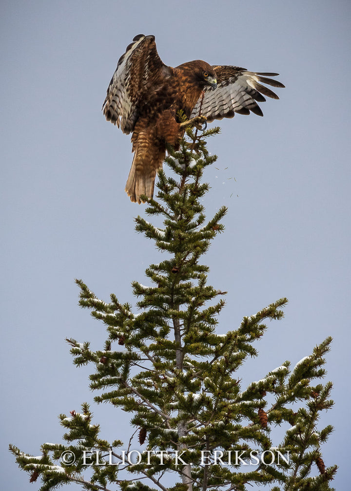 Tight Landing. Western red-tailed hawk attempts to land on top of a spruce tree.