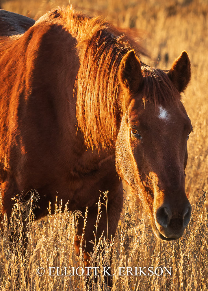 Golden Hour - Horse. Horse strolls through tall autumn grass in evening golden light.