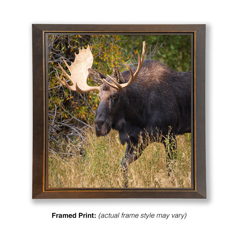 Passing Through - Moose