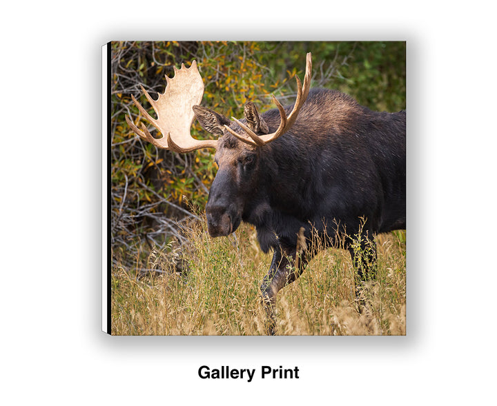 Passing Through - Moose