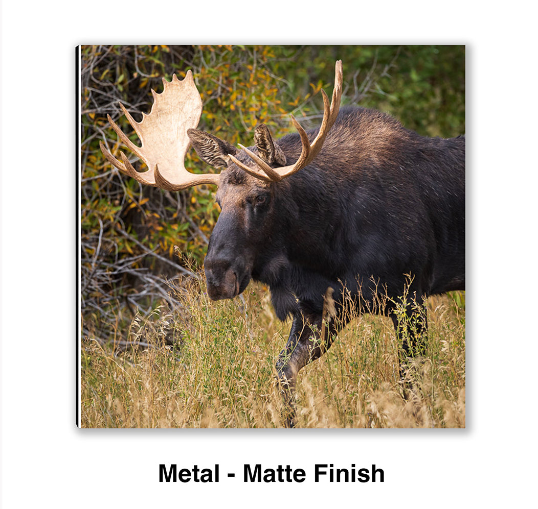 Passing Through - Moose