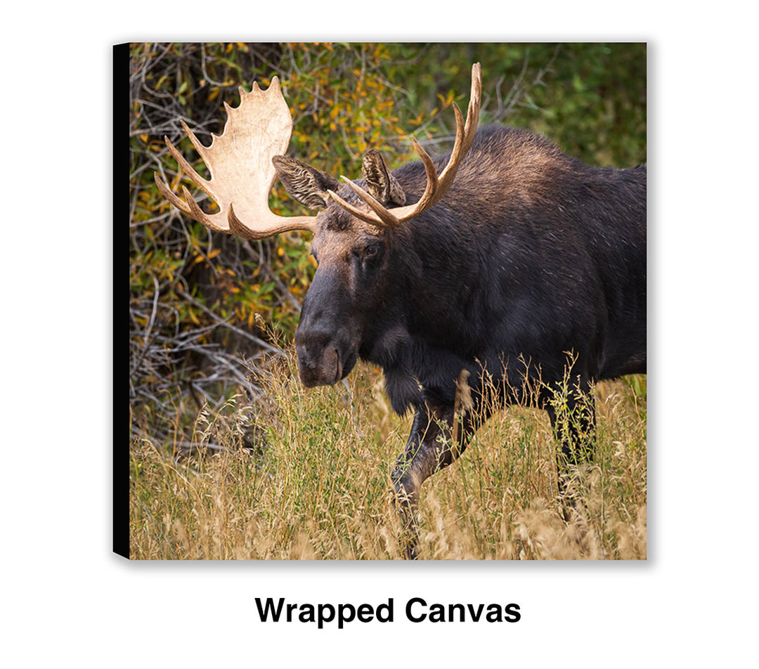 Passing Through - Moose