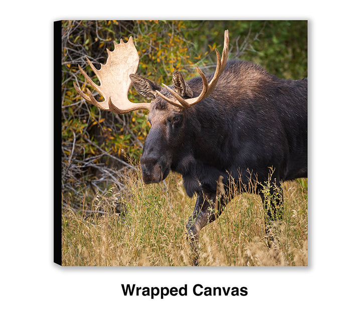 Passing Through - Moose