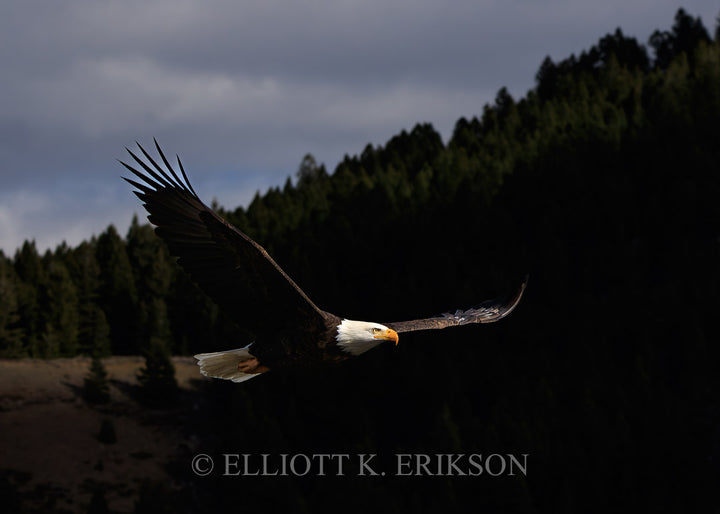 Soaring Spirit. Bald eagle soars with wings spread wide.