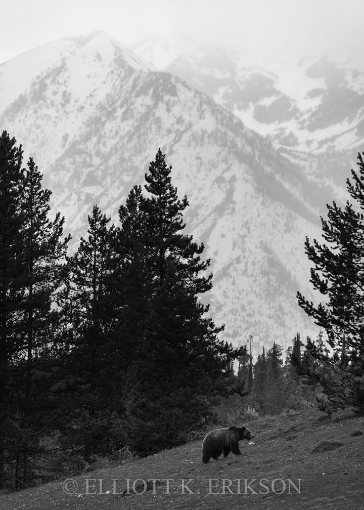 To the High Country. Black and white image of grizzly bear climbing hillside with snowy mountain backdrop.