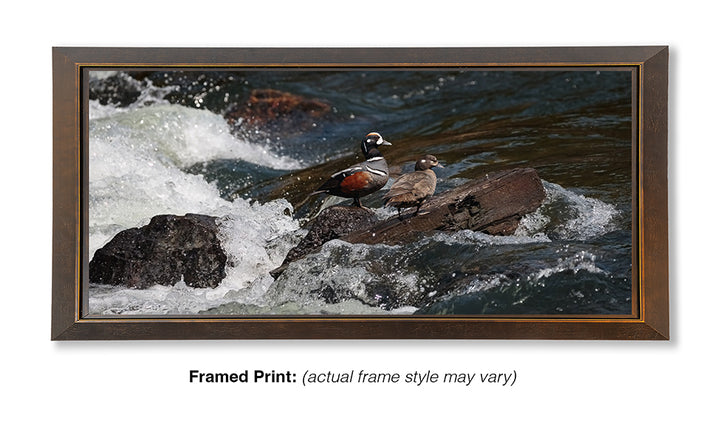 Harlequin at LeHardy Rapids