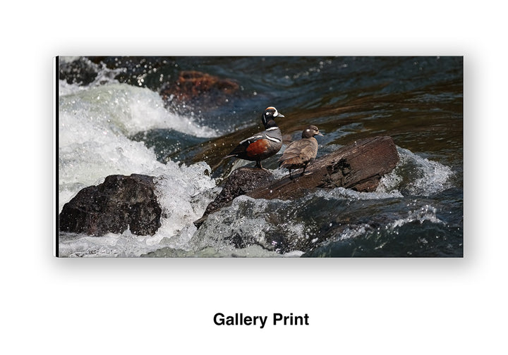 Harlequin at LeHardy Rapids