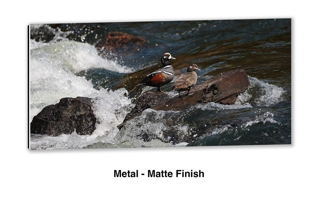 Harlequin at LeHardy Rapids