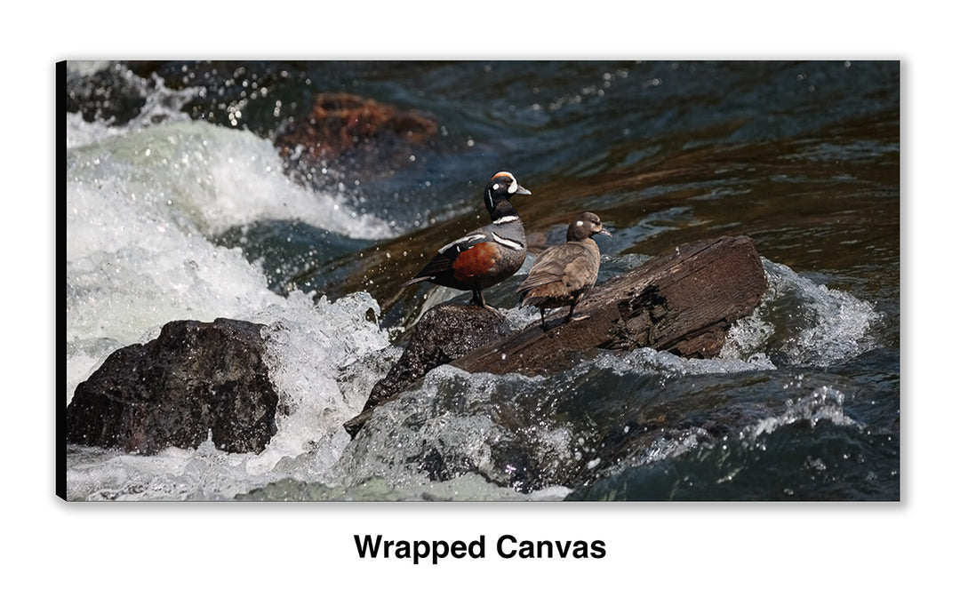 Harlequin at LeHardy Rapids