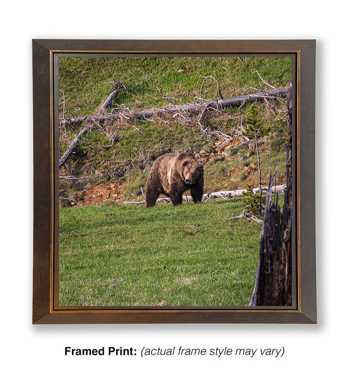 King of the Hill – Grizzly Bear