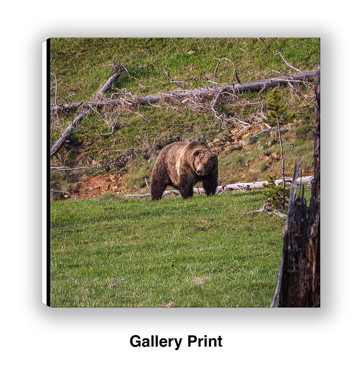 King of the Hill – Grizzly Bear