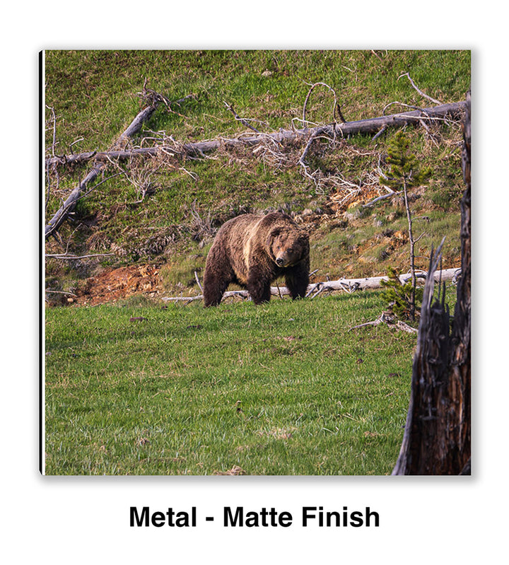 King of the Hill – Grizzly Bear