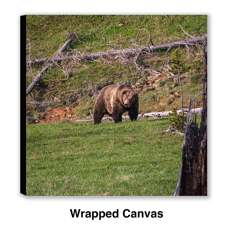 King of the Hill – Grizzly Bear