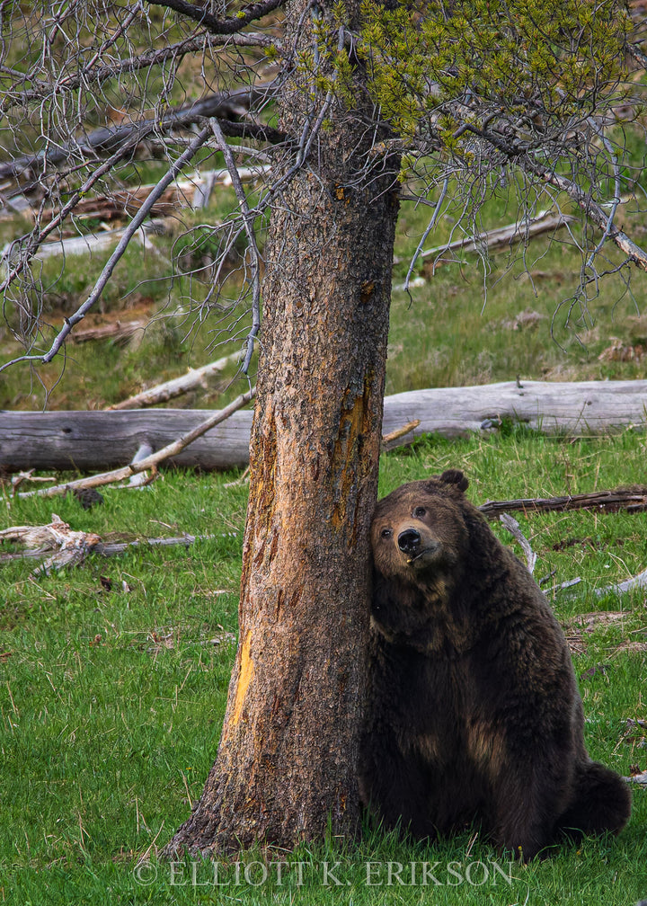 I Need a Nap. Grizzly bear sitting upright while leaning head against a pine tree.