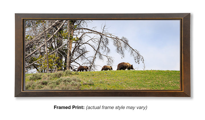 Spring Field Trip – Grizzly Bear