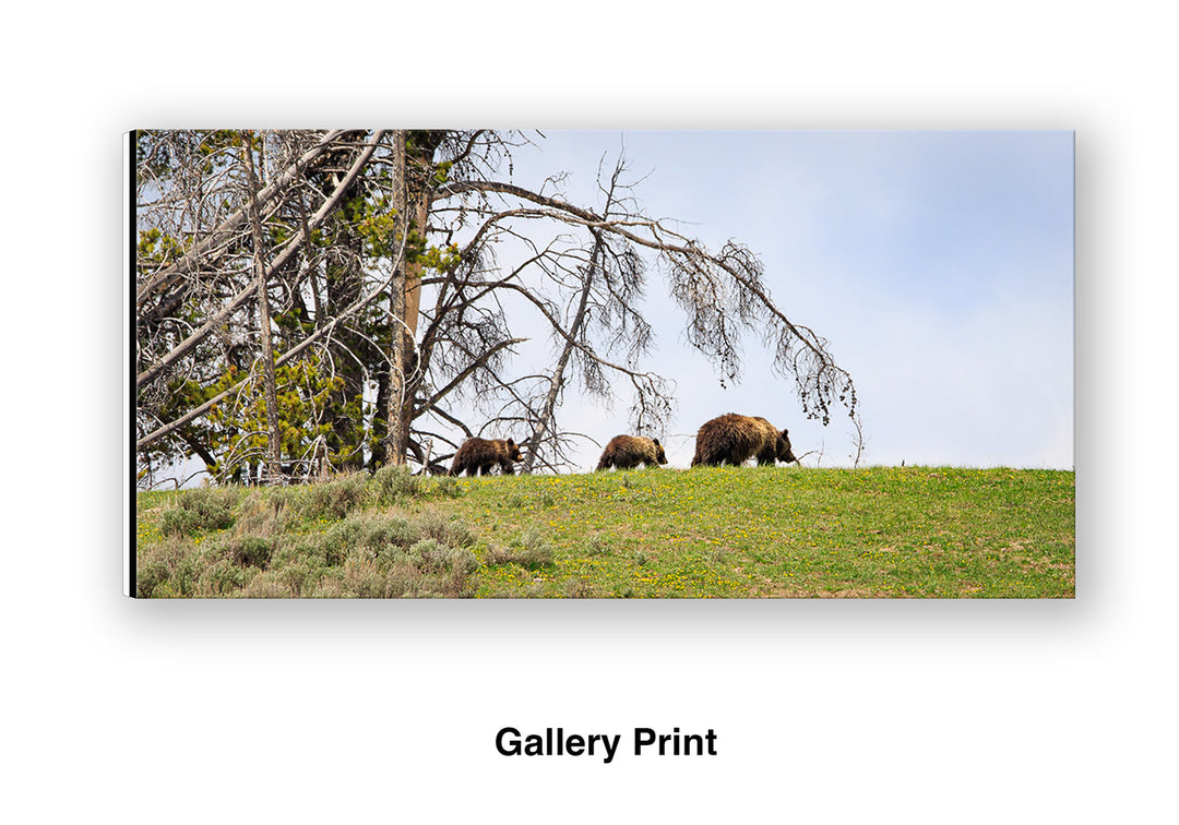Spring Field Trip – Grizzly Bear