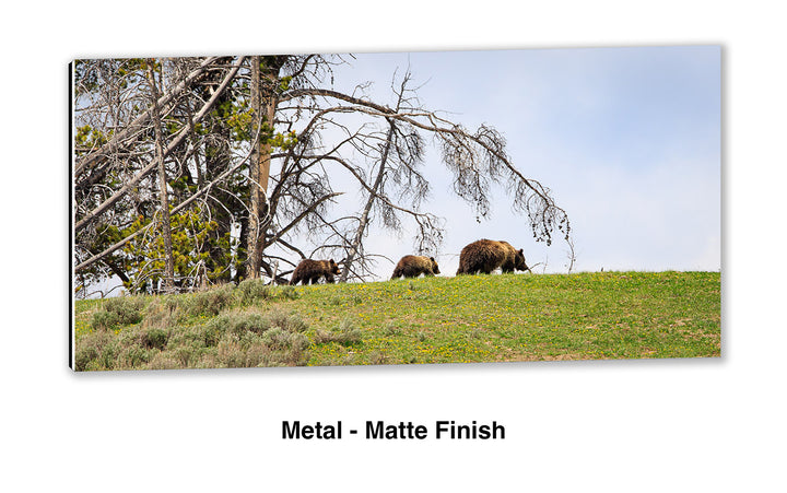 Spring Field Trip – Grizzly Bear