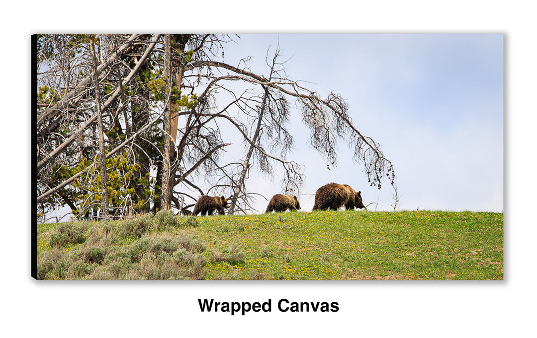 Spring Field Trip – Grizzly Bear