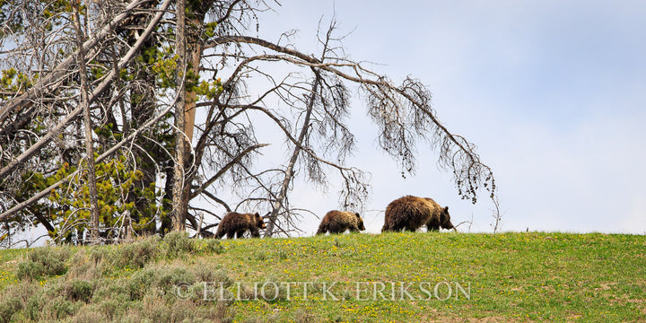 Spring Field Trip – Grizzly Bears. Mother grizzly bear leads two cubs over flower covered hill during spring in Yellowstone’s Hayden Valley.