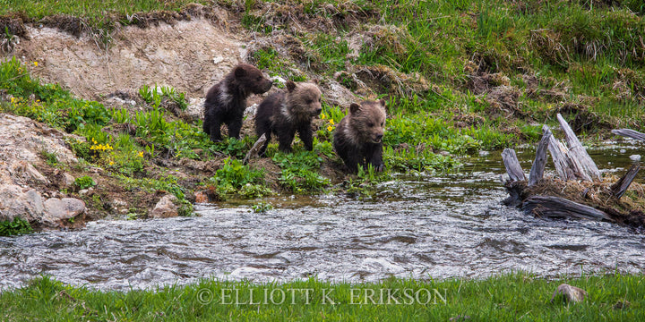 First Creek Crossing. Three grizzly bear COYS (cubs of the year) near waters edge of Yellowstone’s Obsidian Creek.