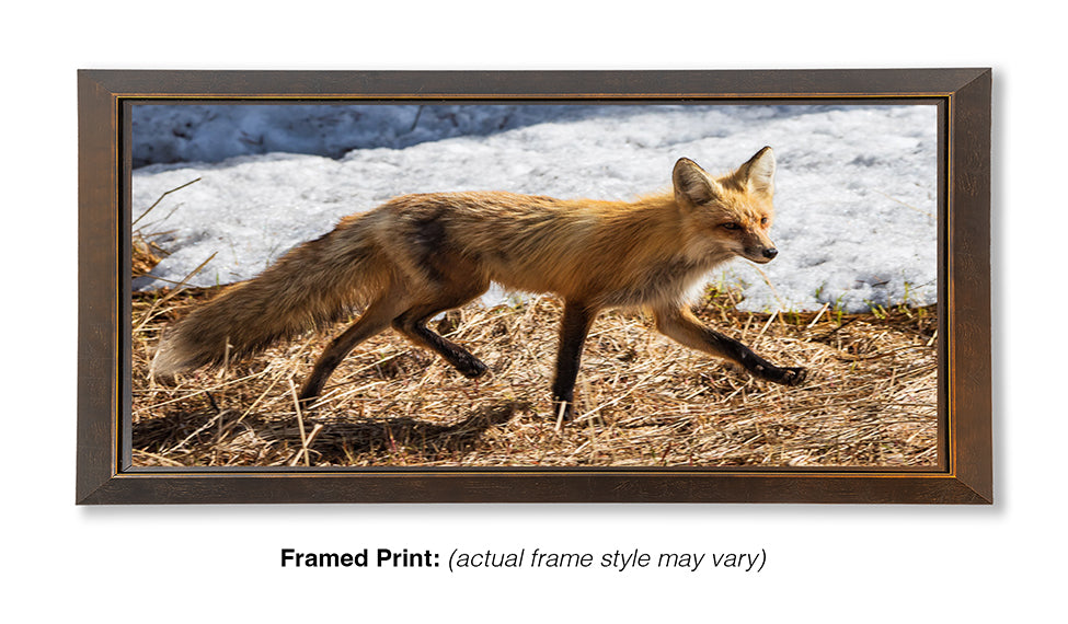 On the Move – Red Fox