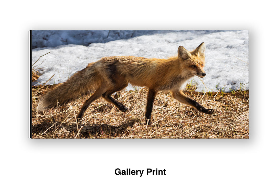 On the Move – Red Fox