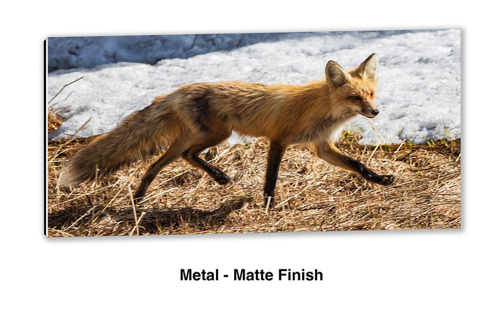 On the Move – Red Fox