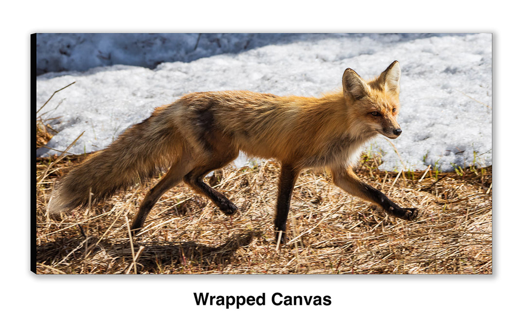 On the Move – Red Fox