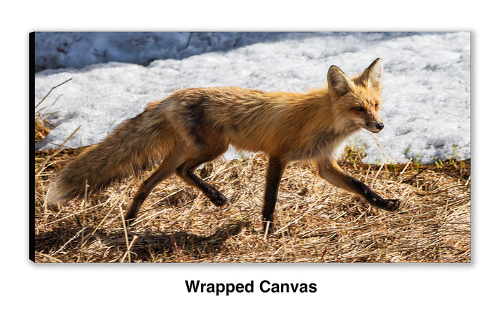 On the Move – Red Fox