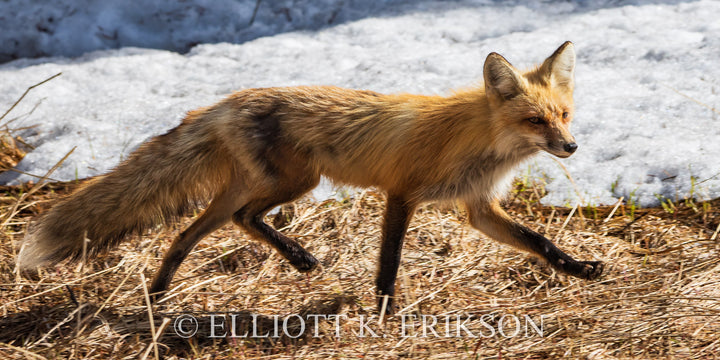 On the Move – Red Fox. Red fox is on the move in front of melting snow.