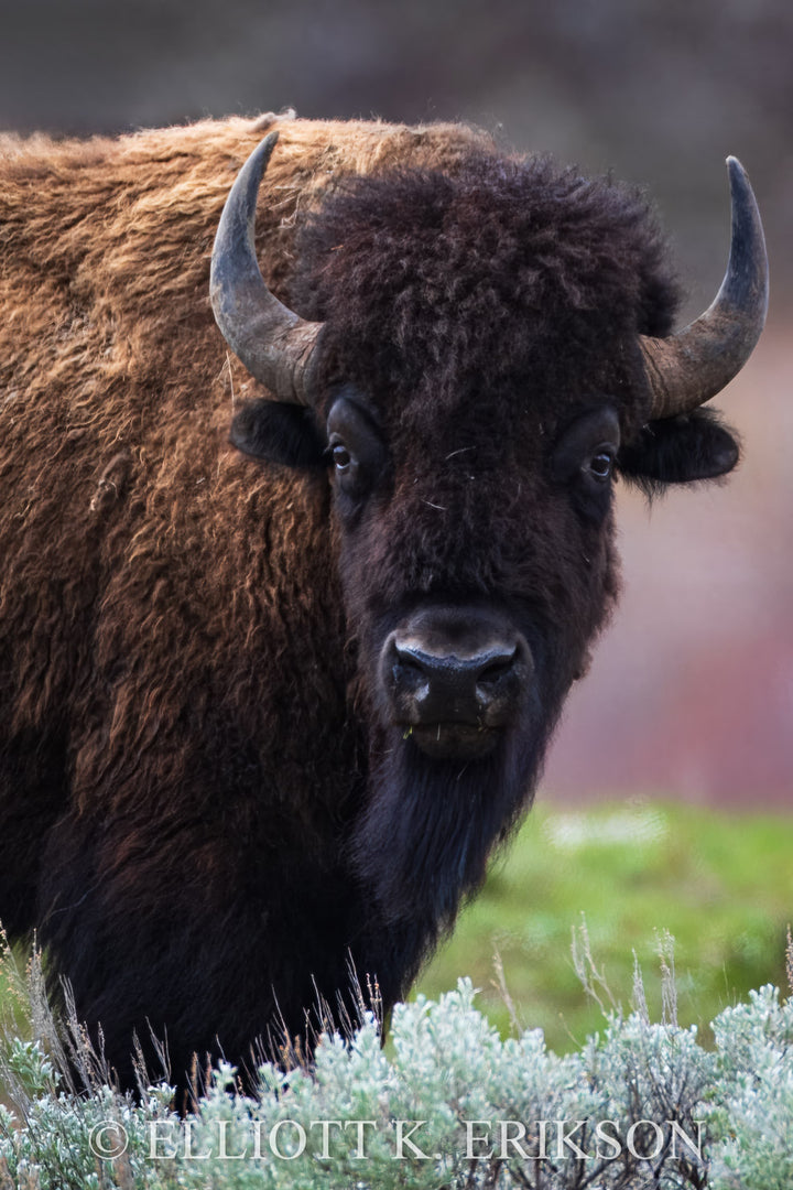 Native Spirit – Bison. Bison stares ahead among sage brush.