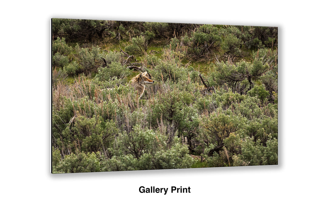 Blending In - Coyote