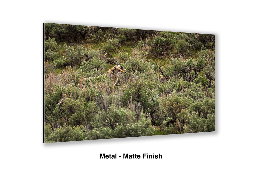 Blending In - Coyote