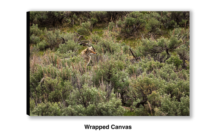 Blending In - Coyote