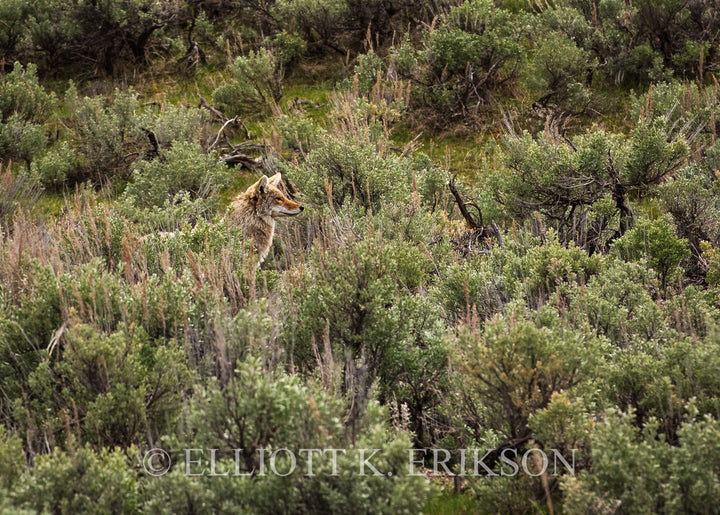 Blending In – Coyote. Coyote blends in among sage brush in Yellowstone’s Lamar Valley.