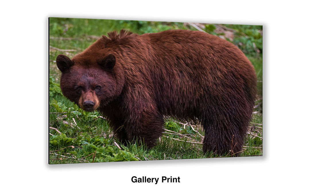 Cinnamon Bear