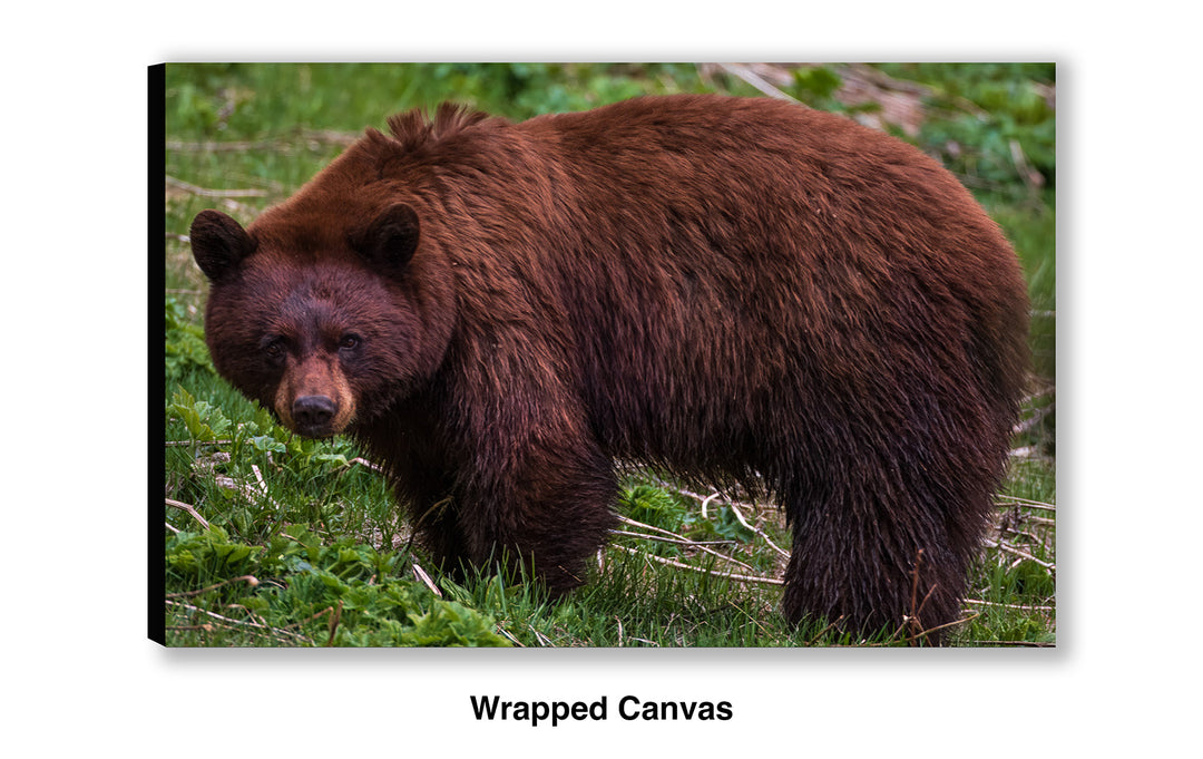 Cinnamon Bear