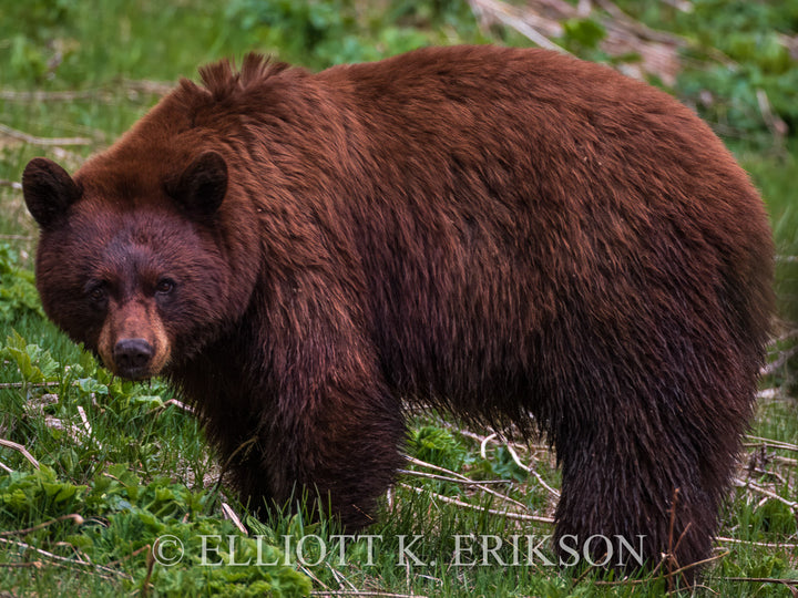 Cinnamon Bear. Cinnamon black bear stares ahead among green vegetation.