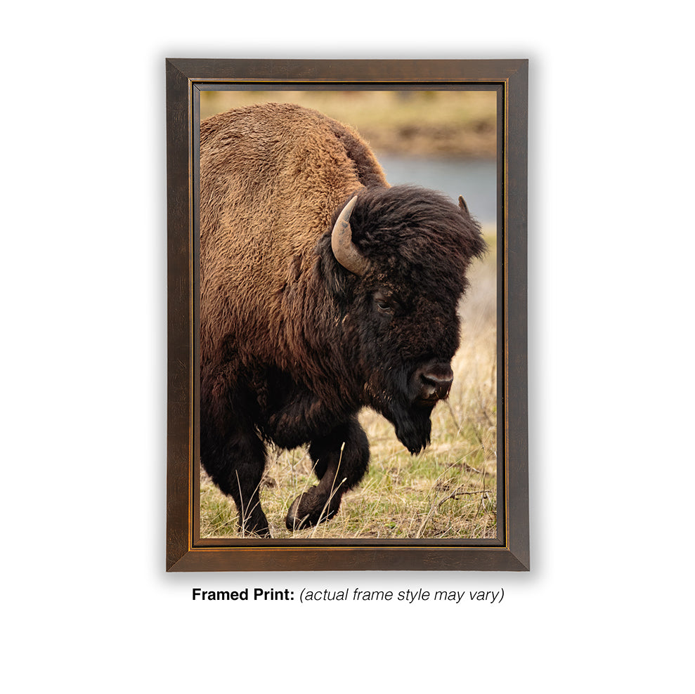 Symbol of Strength - Bison