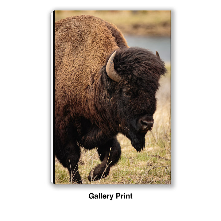 Symbol of Strength - Bison