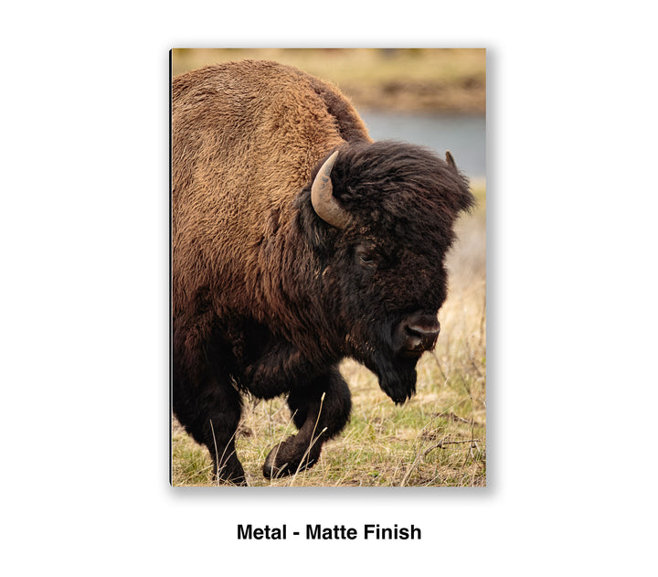 Symbol of Strength - Bison