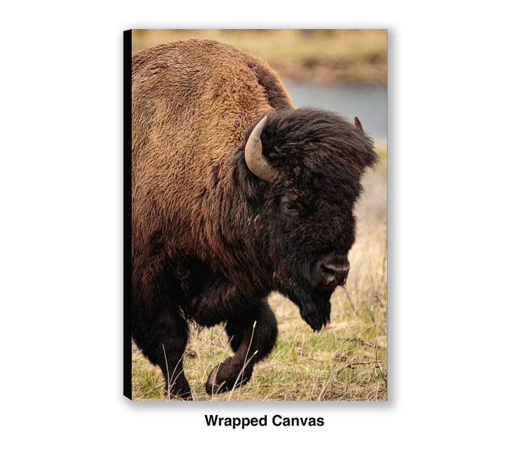 Symbol of Strength - Bison