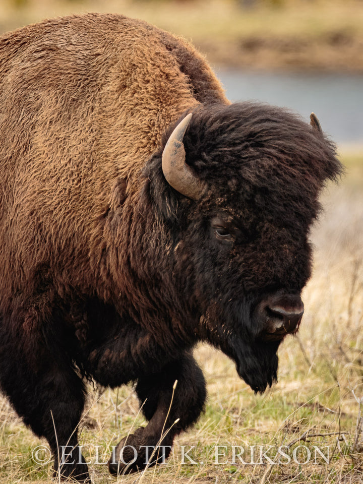 Symbol of Strength – Bison. Large male bison walks through Yellowstone’s Lamar Valley.