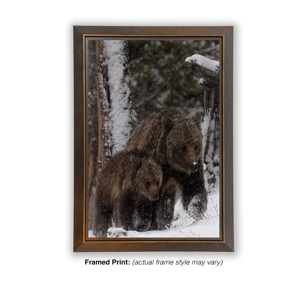 Stay Close – Obsidian & Cub