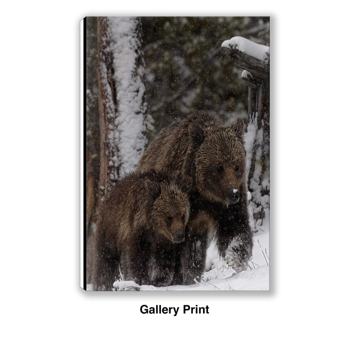 Stay Close – Obsidian & Cub