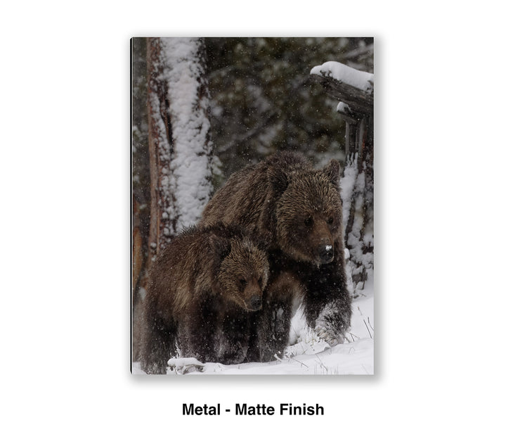 Stay Close – Obsidian & Cub