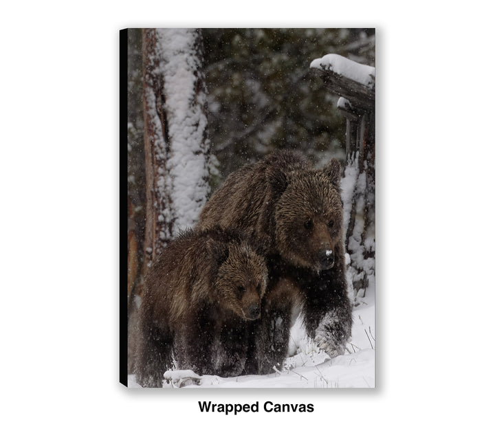 Stay Close – Obsidian & Cub